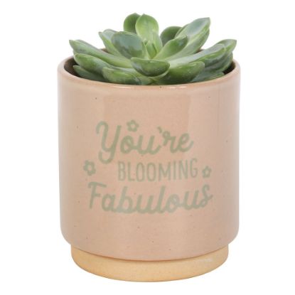 Picture of Cream Speckle Blooming Fabulous Plant Pot