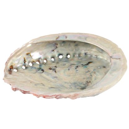 Picture of Large Abalone Shell 12-14cm