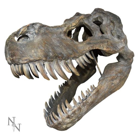 Picture of Tyrannosaurus Rex Skull Large 51.5cm B/strap