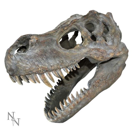 Picture of Tyrannosaurus Rex Skull Small 39.5cm B/strap