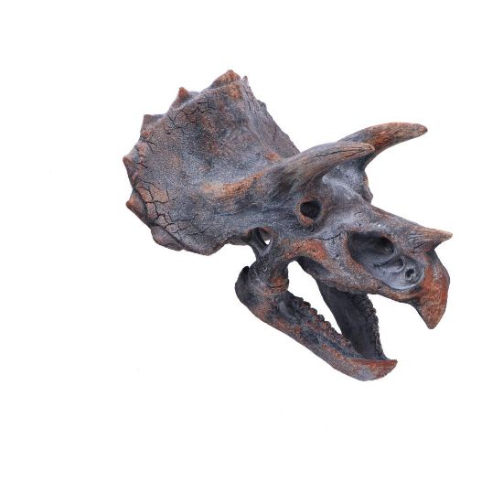 Picture of Triceratops Head 23cm