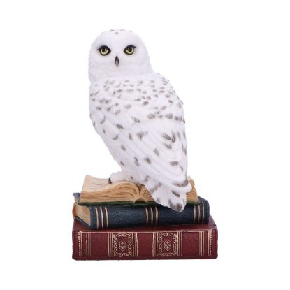 Picture of Library of Wisdom 17cm